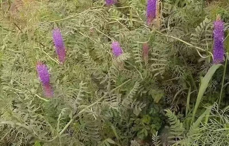 沙打旺四季牧草-耐寒耐旱进口种子护坡固土绿肥