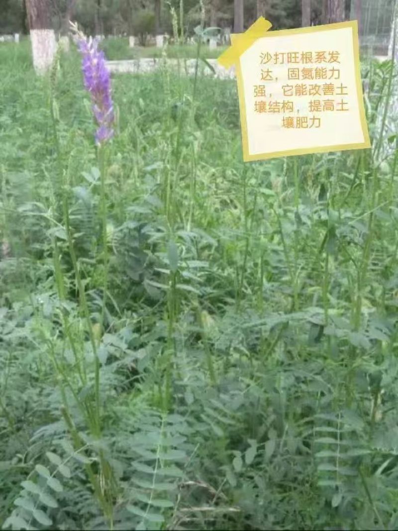 沙打旺四季牧草-耐寒耐旱进口种子护坡固土绿肥