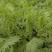 沙打旺四季牧草-耐寒耐旱进口种子护坡固土绿肥