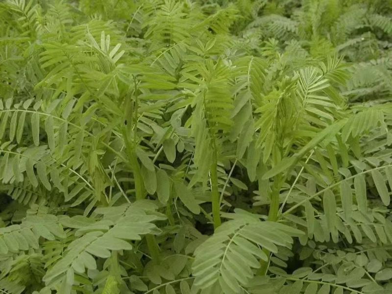 沙打旺四季牧草-耐寒耐旱进口种子护坡固土绿肥