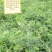 沙打旺四季牧草-耐寒耐旱进口种子护坡固土绿肥