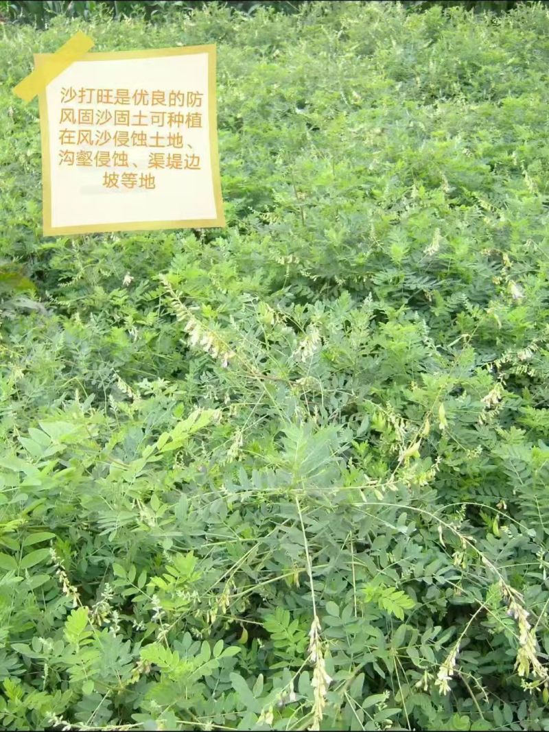 沙打旺四季牧草-耐寒耐旱进口种子护坡固土绿肥
