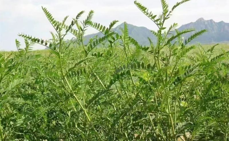 沙打旺四季牧草-耐寒耐旱进口种子护坡固土绿肥