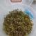 沙打旺四季牧草-耐寒耐旱进口种子护坡固土绿肥