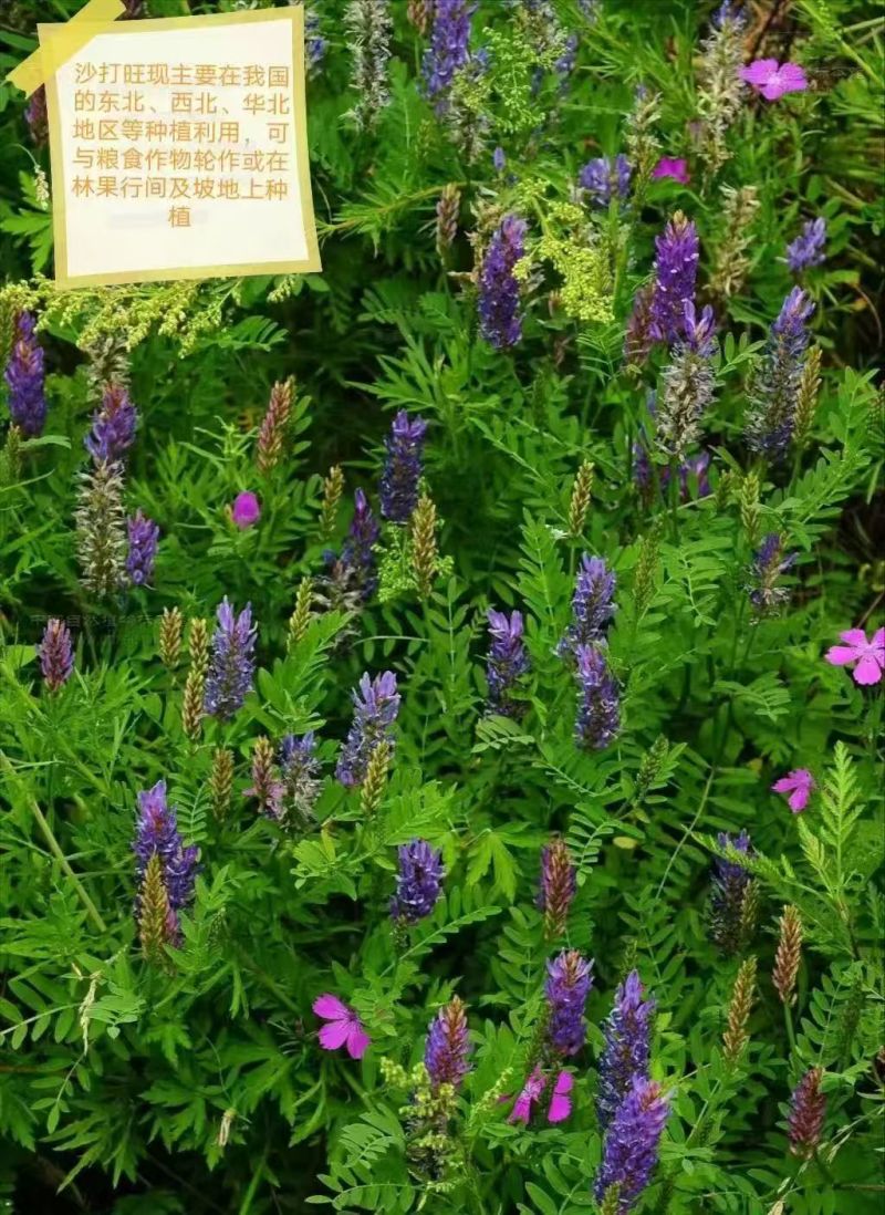 沙打旺四季牧草-耐寒耐旱进口种子护坡固土绿肥