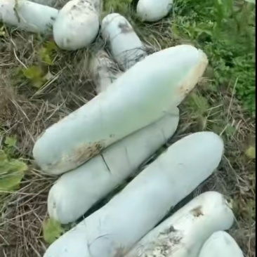 长白条白皮冬瓜