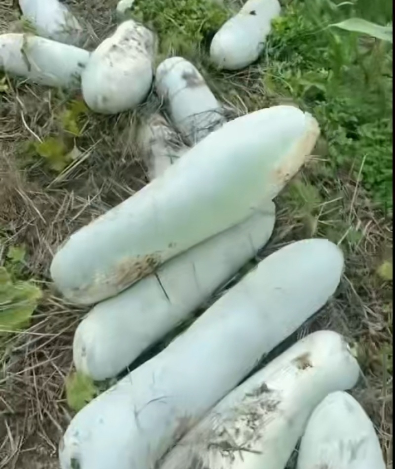 长白条白皮冬瓜