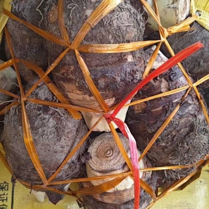 江西赣州中芋头货源充足/精品中芋头产地发货量大从优