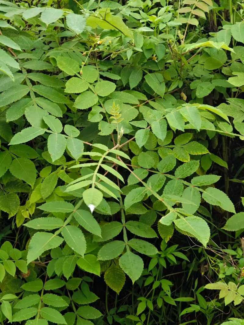 盐肤木种子荒山造林护坡树种子盐肤木种籽边坡