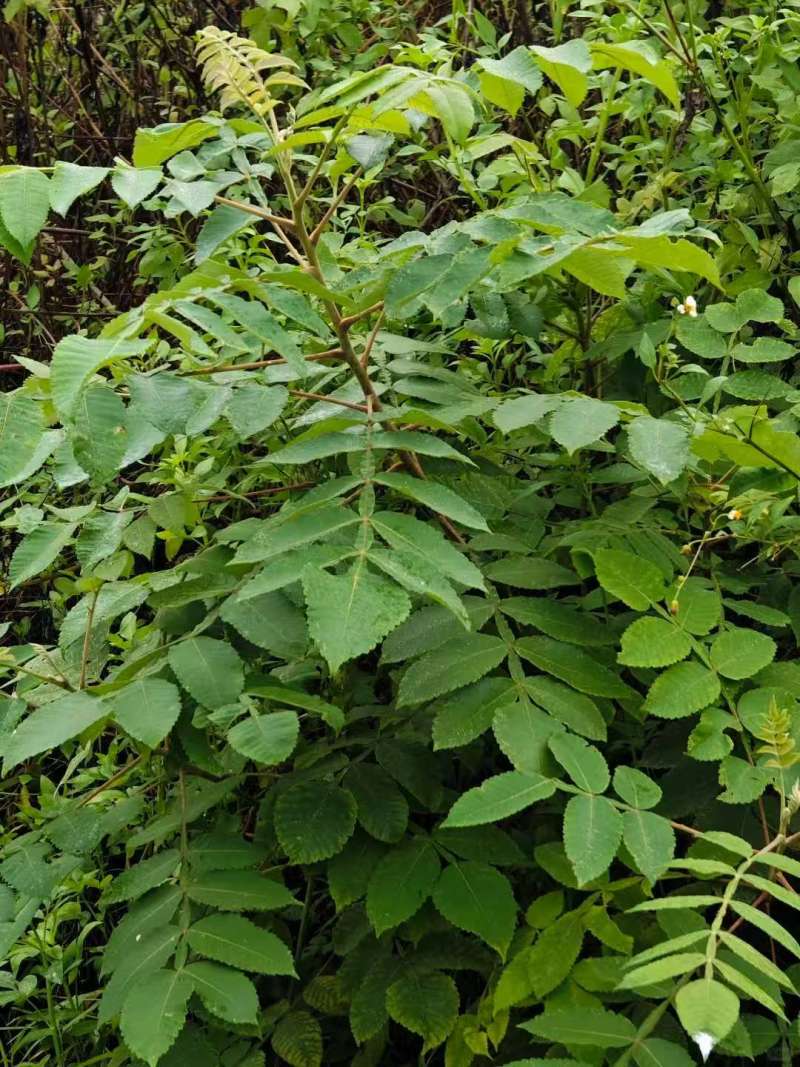 盐肤木种子荒山造林护坡树种子盐肤木种籽边坡