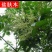 盐肤木种子荒山造林护坡树种子盐肤木种籽边坡