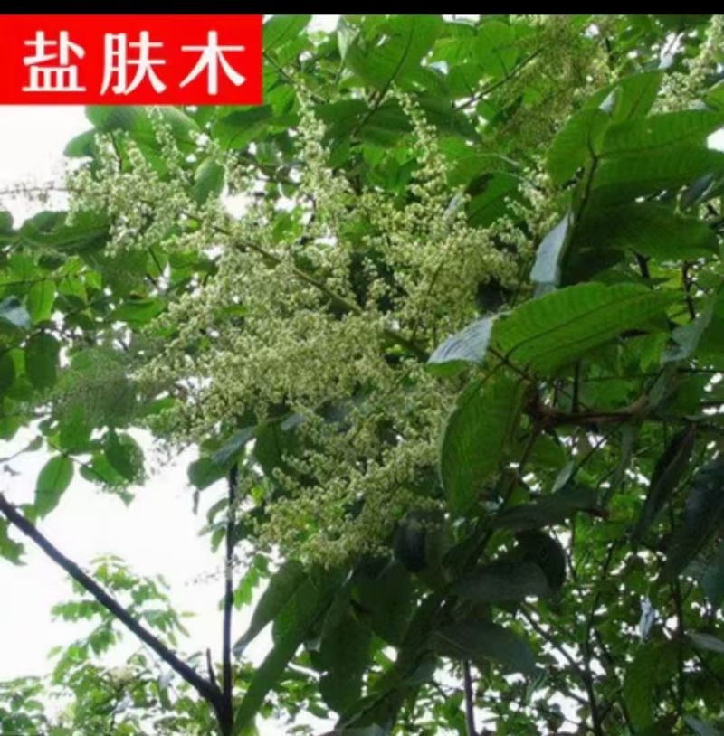 盐肤木种子荒山造林护坡树种子盐肤木种籽边坡