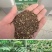 盐肤木种子荒山造林护坡树种子盐肤木种籽边坡