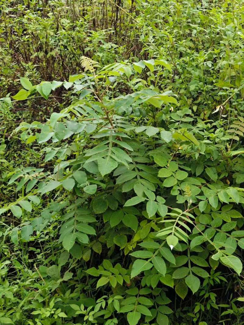 盐肤木种子荒山造林护坡树种子盐肤木种籽边坡