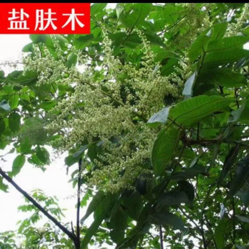 盐肤木种子荒山造林护坡树种子盐肤木种籽边坡