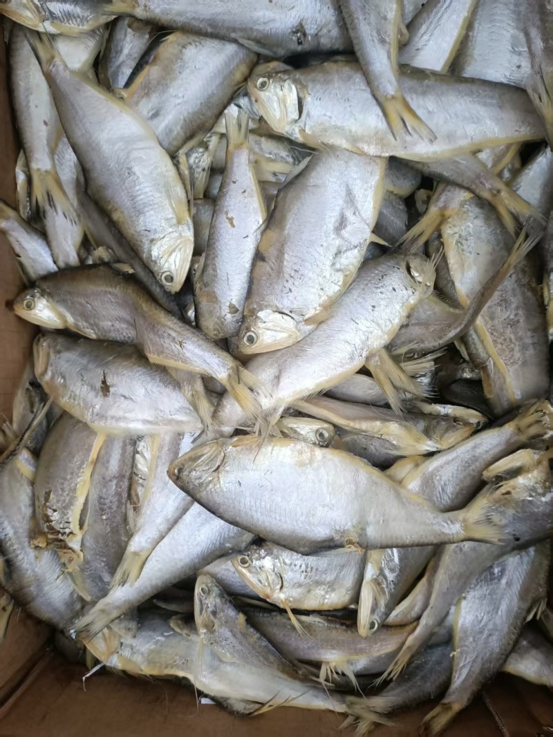 马口鱼，黄吉鱼，干度好