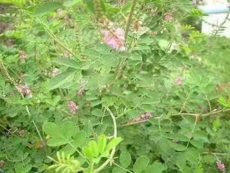 护坡固土专用草籽多花木兰种子荒山复绿灌木丛四季可播棘籽树