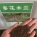 护坡固土专用草籽多花木兰种子荒山复绿灌木丛四季可播棘籽树