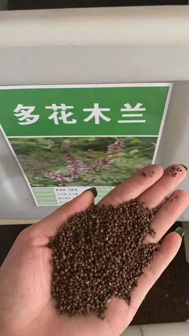 护坡固土专用草籽多花木兰种子荒山复绿灌木丛四季可播棘籽树