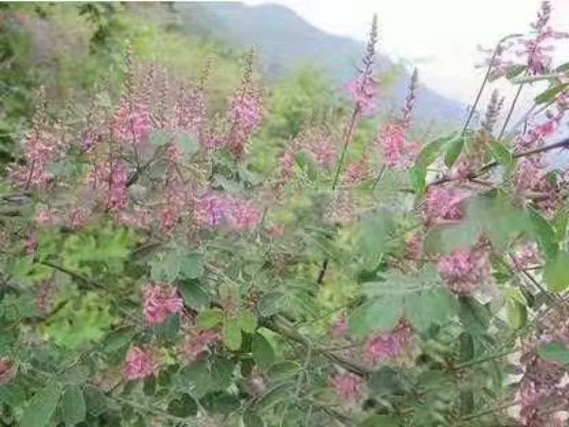 护坡固土专用草籽多花木兰种子荒山复绿灌木丛四季可播棘籽树