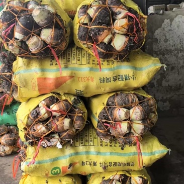 江西赣州小芋头一手货源对接全国/精品小芋头量大从优
