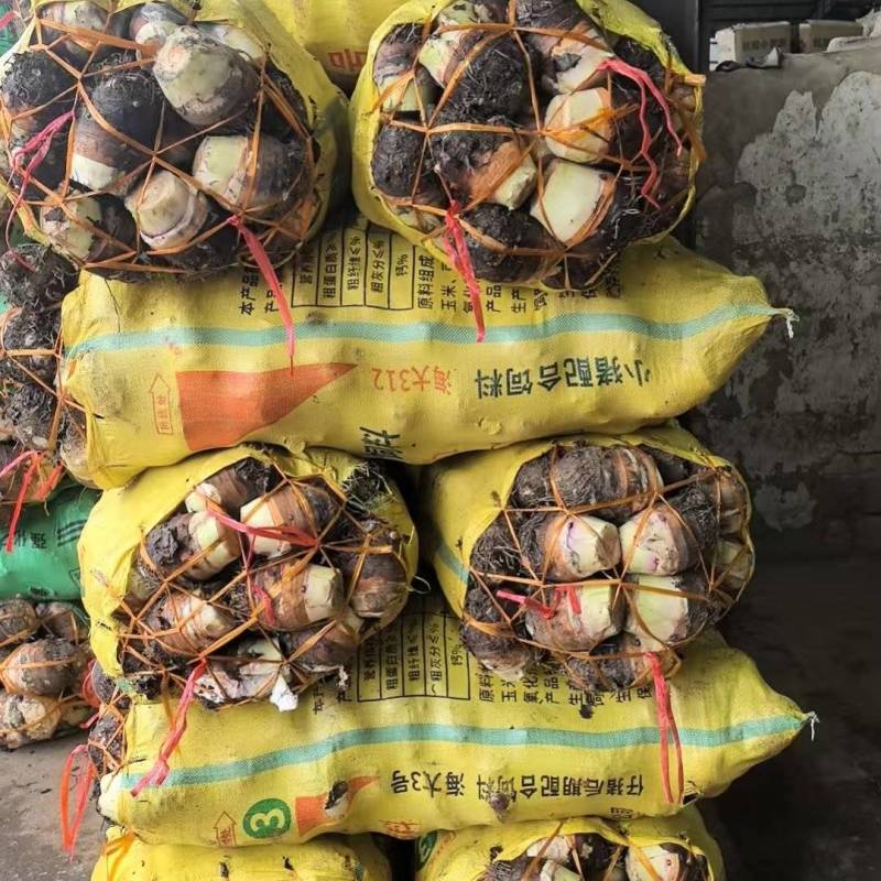 江西赣州小芋头一手货源对接全国/精品小芋头量大从优