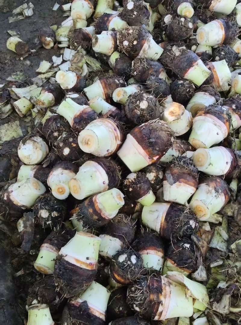 江西赣州小芋头一手货源对接全国/精品小芋头量大从优
