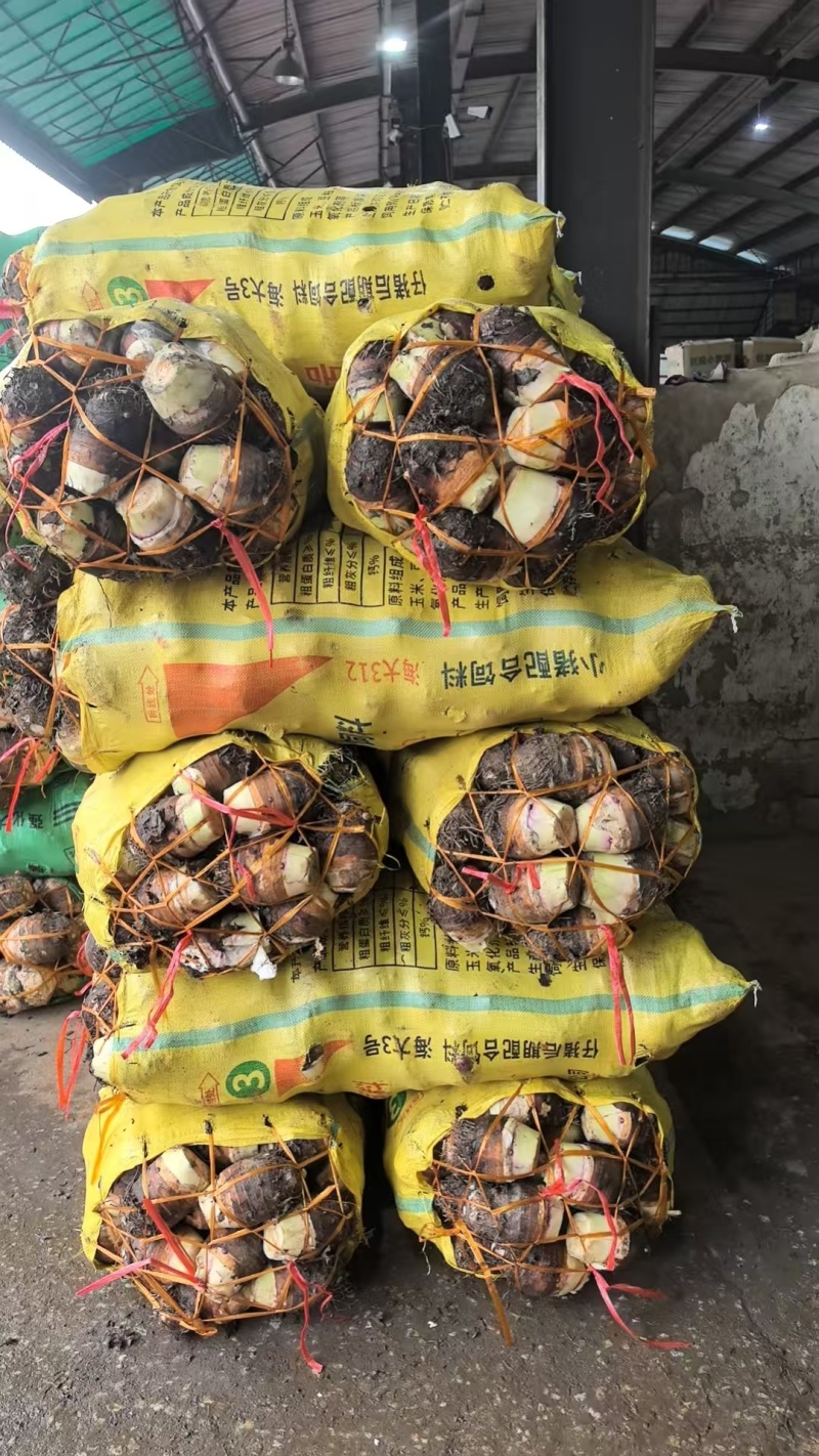 江西赣州小芋头一手货源对接全国/精品小芋头量大从优