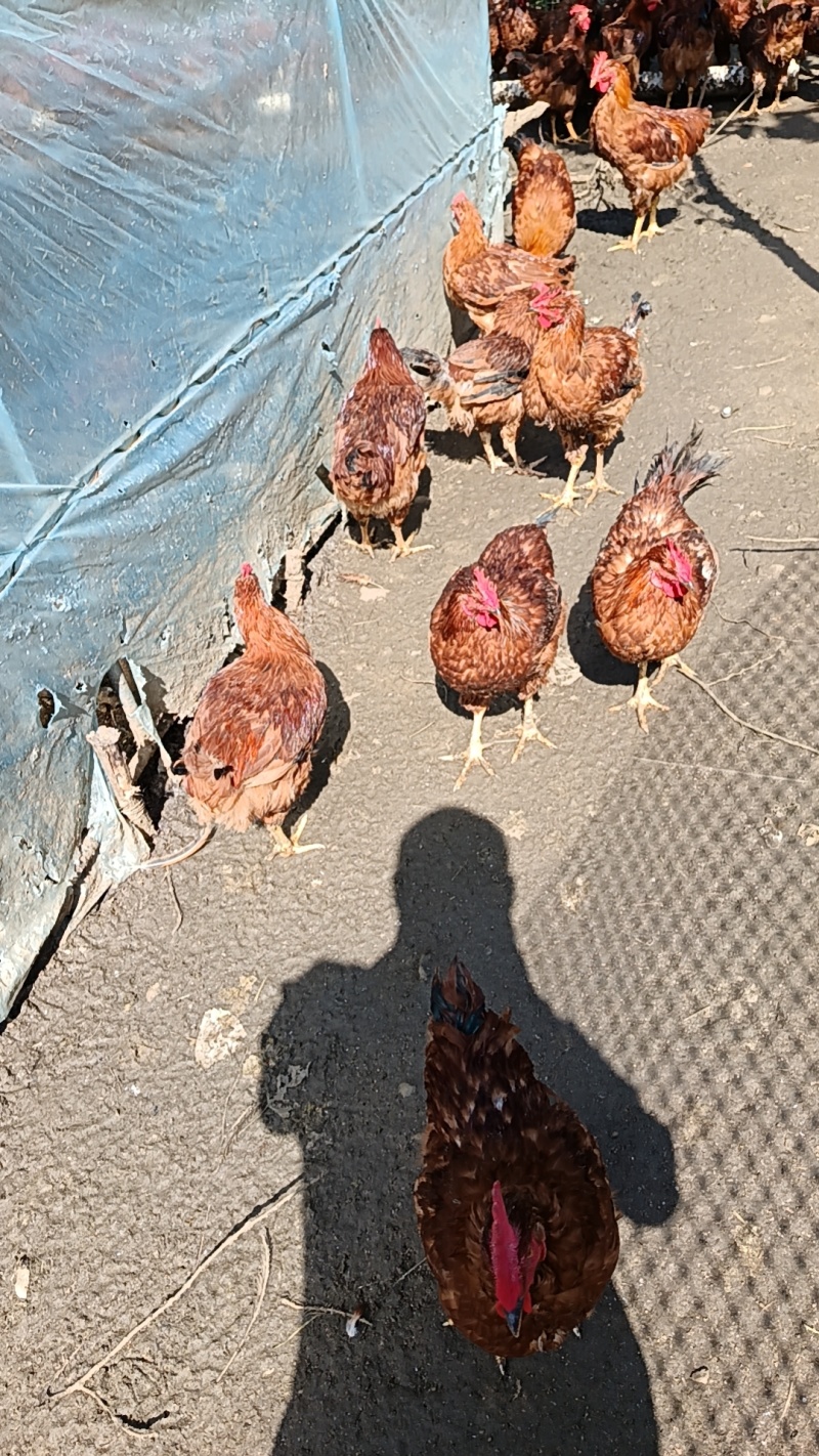 红玉大公鸡，散养公鸡