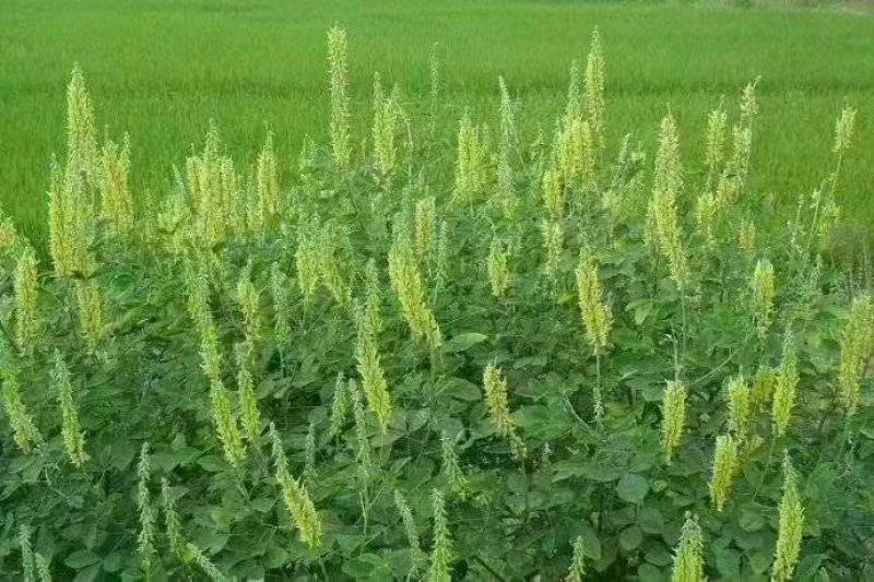 灌木系列猪屎豆种子椭圆叶猪屎豆护坡绿化包邮新种子林木种子