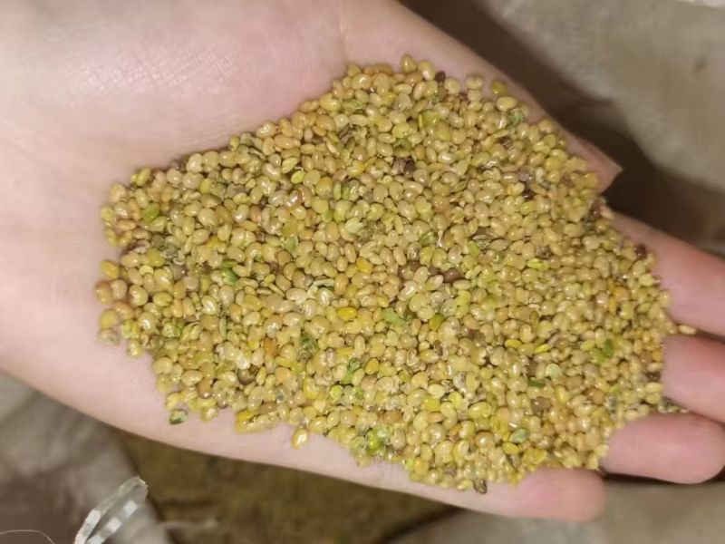 灌木系列猪屎豆种子椭圆叶猪屎豆护坡绿化包邮新种子林木种子