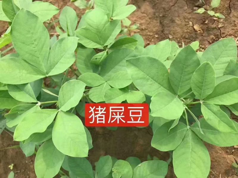 灌木系列猪屎豆种子椭圆叶猪屎豆护坡绿化包邮新种子林木种子