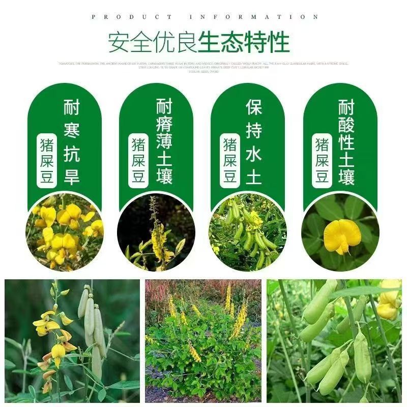 灌木系列猪屎豆种子椭圆叶猪屎豆护坡绿化包邮新种子林木种子