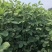 灌木系列猪屎豆种子椭圆叶猪屎豆护坡绿化包邮新种子林木种子