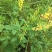 灌木系列猪屎豆种子椭圆叶猪屎豆护坡绿化包邮新种子林木种子