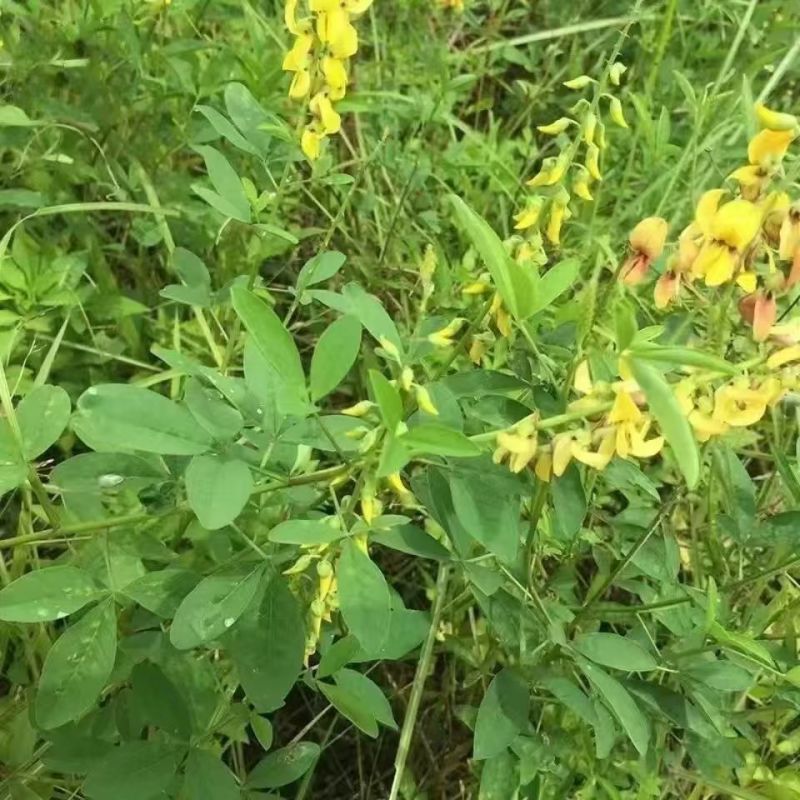 灌木系列猪屎豆种子椭圆叶猪屎豆护坡绿化包邮新种子林木种子