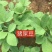 灌木系列猪屎豆种子椭圆叶猪屎豆护坡绿化包邮新种子林木种子
