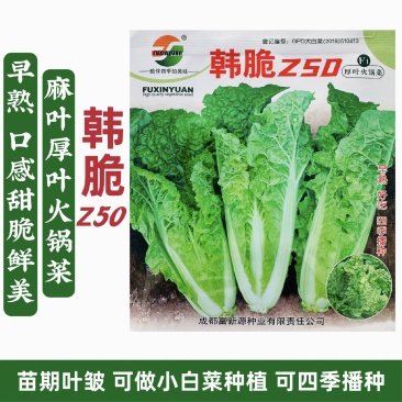 美味厚叶火锅菜种子韩脆Z50皱叶小白菜种子春秋四季麻叶菜