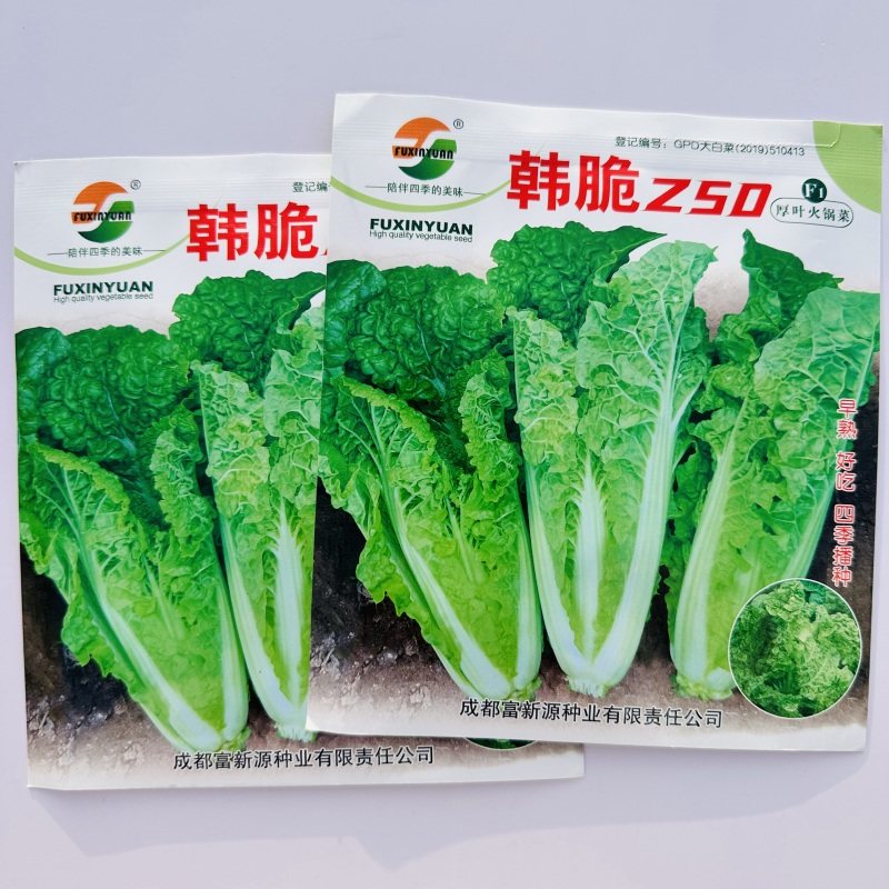 美味厚叶火锅菜种子韩脆Z50皱叶小白菜种子春秋四季麻叶菜