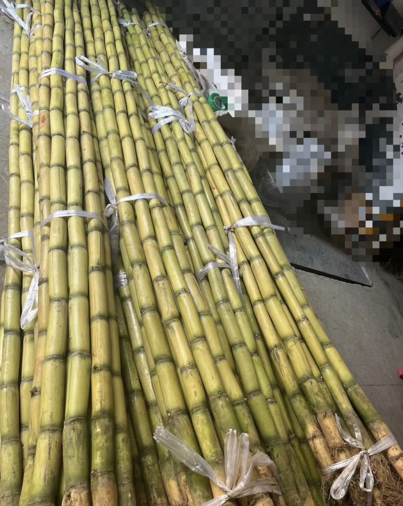 黄皮甘蔗大量有货基地直供品质优汁水多甜度高可对接市场商超