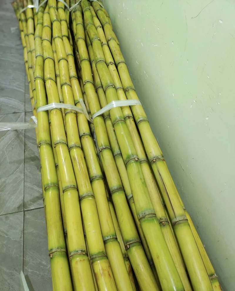 黄皮甘蔗大量有货基地直供品质优汁水多甜度高可对接市场商超