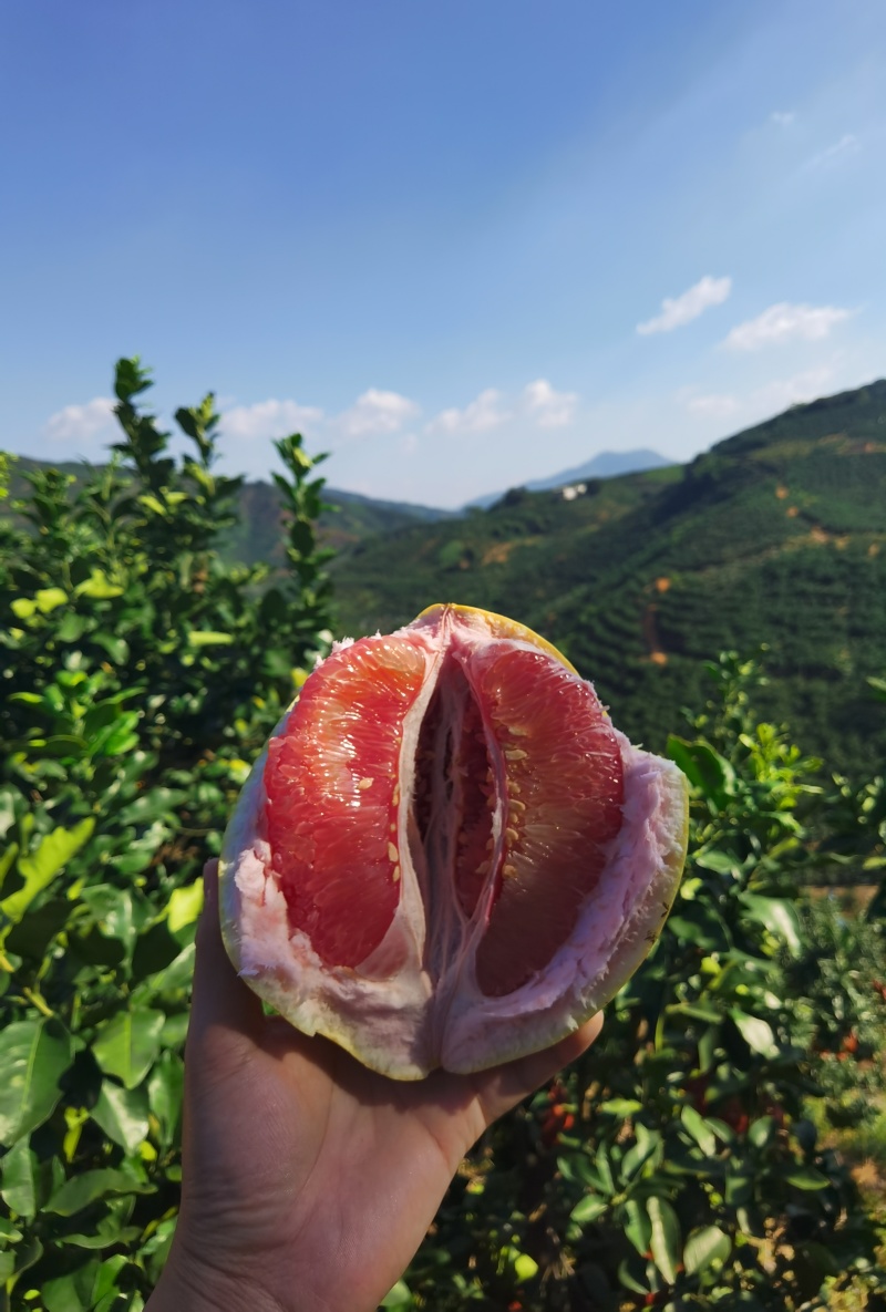 红心柚福建平和三红柚对接电商平台大众批发外贸出口饮料加工