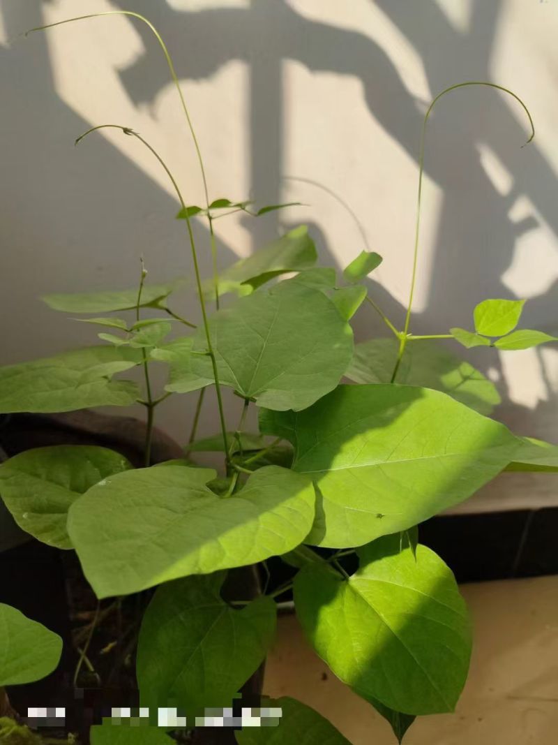 护坡葛藤种子边坡绿化矿山种籽植物草