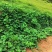 护坡葛藤种子边坡绿化矿山种籽植物草