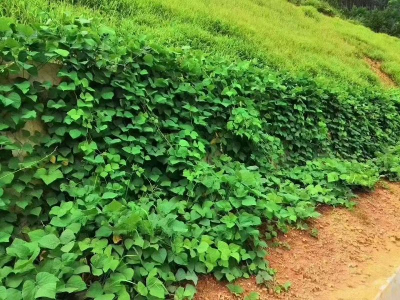护坡葛藤种子边坡绿化矿山种籽植物草