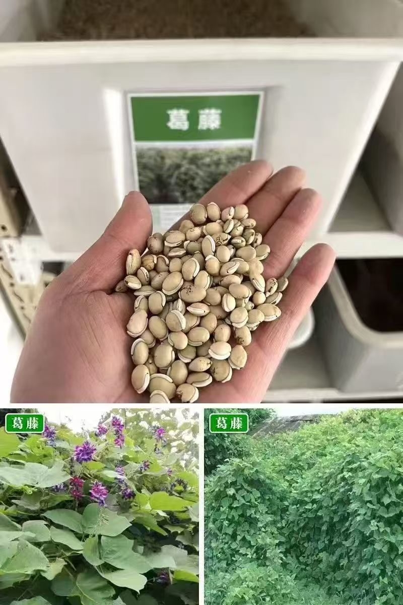 护坡葛藤种子边坡绿化矿山种籽植物草