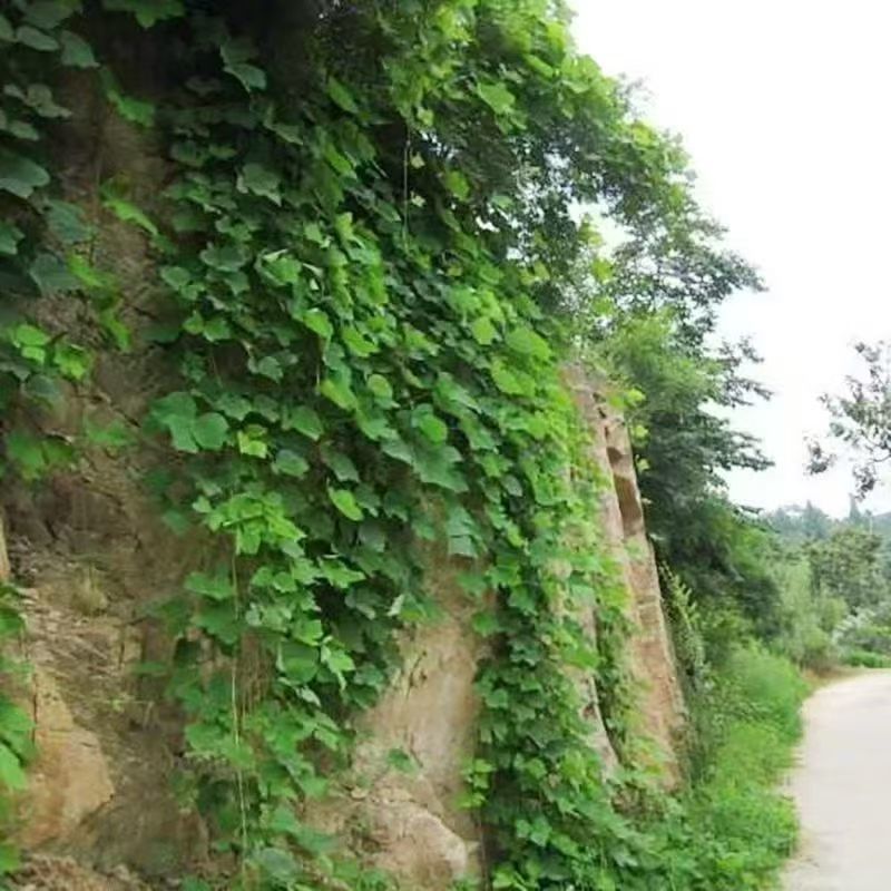 护坡葛藤种子边坡绿化矿山种籽植物草