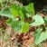 护坡葛藤种子边坡绿化矿山种籽植物草