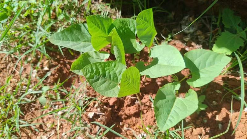 护坡葛藤种子边坡绿化矿山种籽植物草