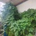 护坡葛藤种子边坡绿化矿山种籽植物草